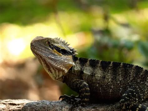 Australian Water Dragon The Complete Guide Everything Reptiles