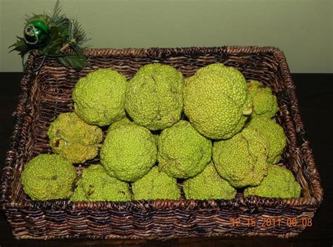 Osage Oranges Just A Pinch Recipes