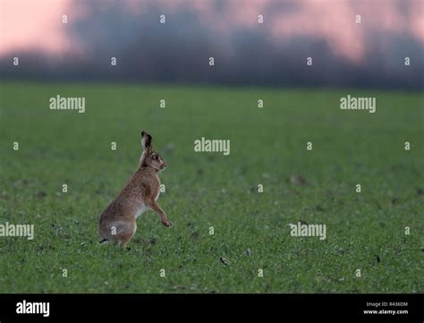 Brown Hare Sitting Upright Hi Res Stock Photography And Images Alamy