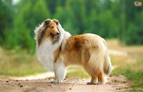 Rough Collie Dog Breed Information Buying Advice Photos And Facts
