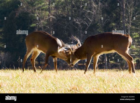 Two Whitetail Bucks Sparring Fighting Odocoileus Virginianus Stock
