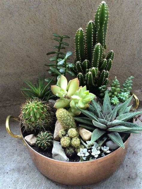 10 Indoor Succulent Plant Ideas Decoomo