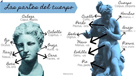 Infografía Las Partes Del Cuerpo Latín Y Roma