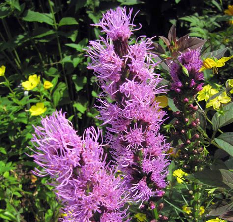 Liatris Spicata Kobold GOBLIN GAYFEATHER SeedScape