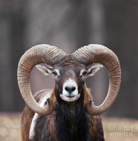 Mouflon Sheep Photograph By Brandon Alms Pixels