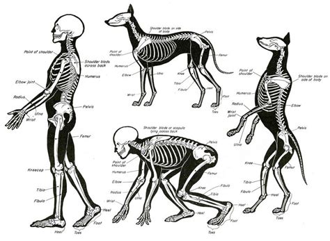 Image Result For Dog Bone Structure Diagram Dog Anatomy Animal