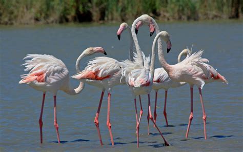 The Greater Flamingo Phoenicopterus Roseus Is The Most Abundant