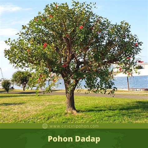 Pohon Dadap Berduri Homecare24