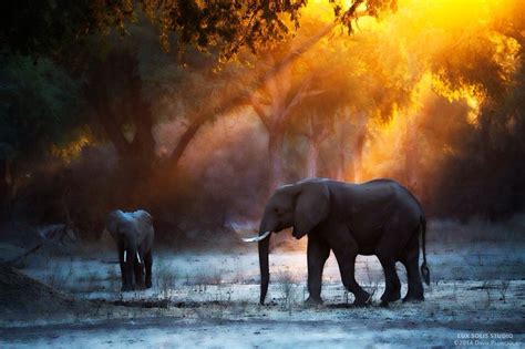 Elephant Sunset African Animals Elephant Sanctuary Elephant
