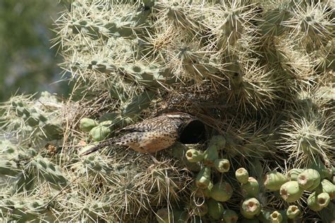 Sometimes burn the thorns off cacti so cattle can though, thorny cacti would cause other animals a great deal of pain and difficulty, as camels live in the desert, their mouth and tongue support them in. Scott MacLeod's Anthropology of Information Technology ...
