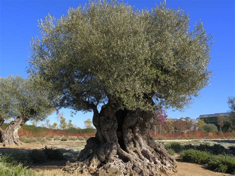 Digging Into The Past Of Olive Trees Ecology And Evolution Community