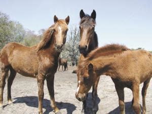farm show rare breed  horses saved  extinction