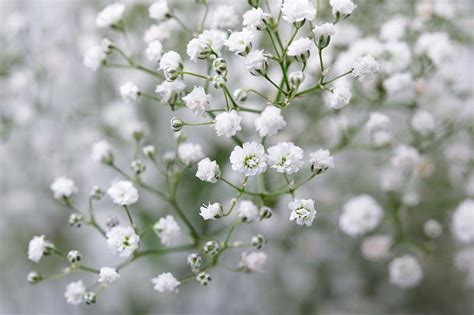 How To Grow And Care For Babys Breath Gypsophila