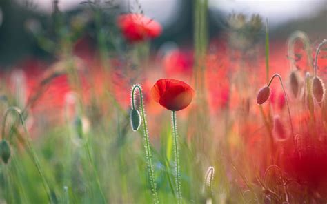Photography Poppies Flowers Plants Red Flowers Hd Wallpaper