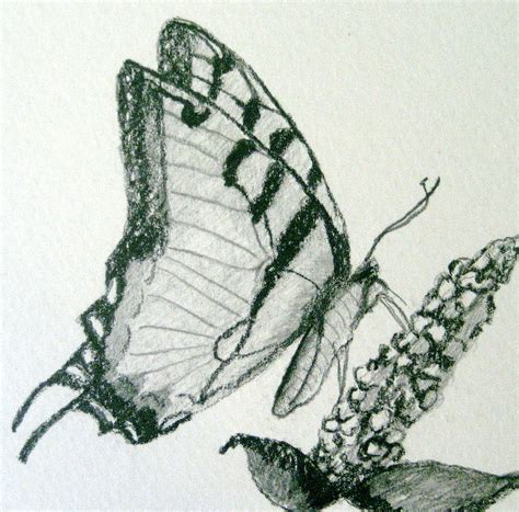 You can also watch it for fun. Butterfly-Pencil Drawing by Marita McVeigh