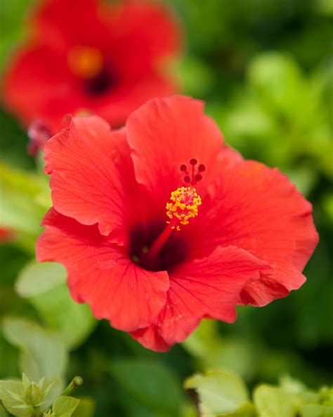 Tropical Hibiscus ‘red Plantvine