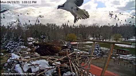 Days At Dunrovin Osprey Cam ~ Harriet Lays First Egg April 19 2021