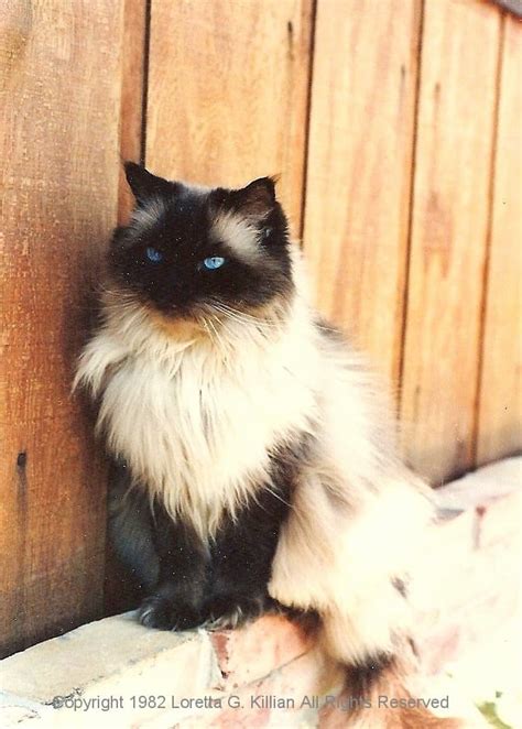 50 Siamese Cat Mix Long Hair Furry Kittens