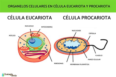 Organelos Celulares Qu Son Funciones Y Ejemplos Resumen