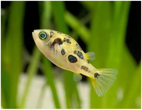 Dwarf Puffer A To Z Guide Care Tank Mates Size And Diet Hometanks