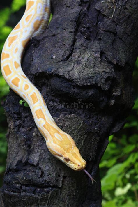 Albino Burmese Python Python Molurus Bivittatus Stock Image Image Of