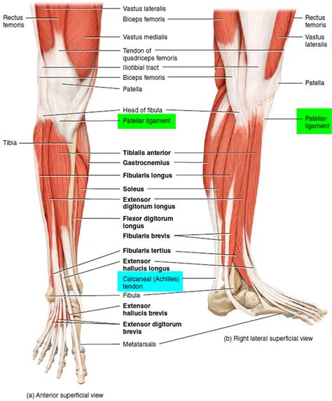 Tendons and ligaments are bands of connective tissue that help stabilize the body and allow movement. Tendonitis - Patellar, Peroneal, Knee, Foot, Wrist, Biceps ...
