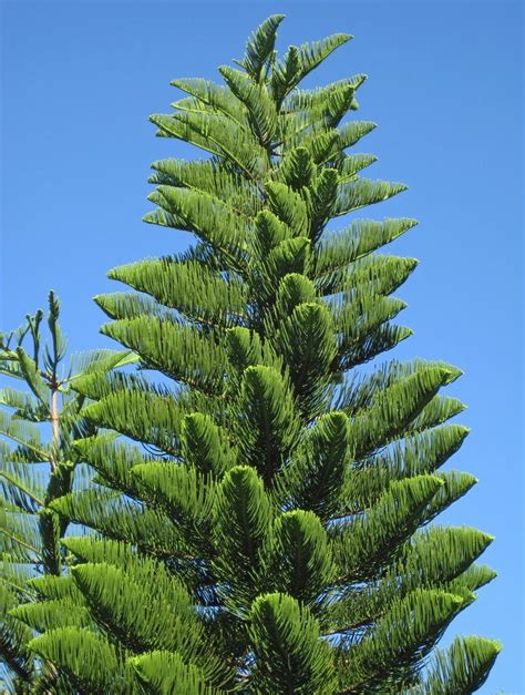Araucaria Heterophylla Norfolk Island Pine Trees Sanibel Island