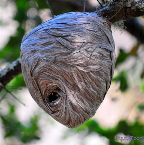 Hornets Nest In Tree The Fluidity Of The Form Looks Very Delicate And