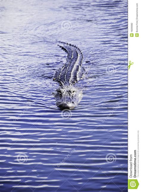 American Alligator Swimming Stock Photo Image Of Carnivores