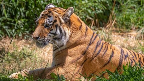 Free Images Terrestrial Animal Wildlife Mammal Vertebrate Bengal