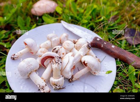Wild White Mushrooms With Umbrellas Picked On Plate For Cooking Meal