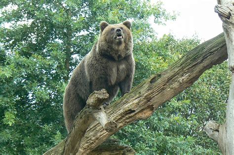 European Brown Bear Zoochat