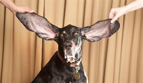 【世界最長の耳を持つ犬】ギネス認定の長耳イヌは米国在住クーンハウンドのハーバー the woof イヌメディア