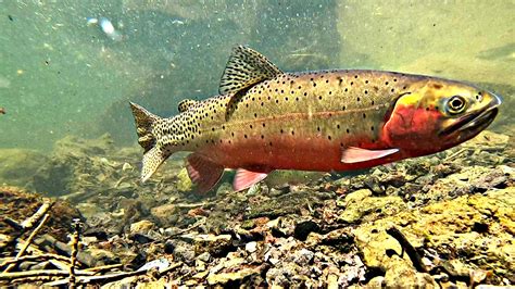 Insane Underwater Footage Of Colorado River Cutthroat Trout General