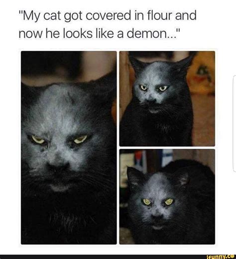 My Cat Got Covered In ﬂour And Now He Looks Like A Demon Popular Memes On The Site Ifunny