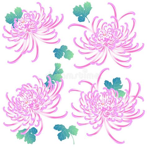 Beautiful Japanese Style Chrysanthemum Illustration Stock Vector