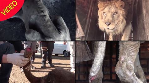 Circus Of Horrors Rescuers Discover Appalling Animal Cruelty As They
