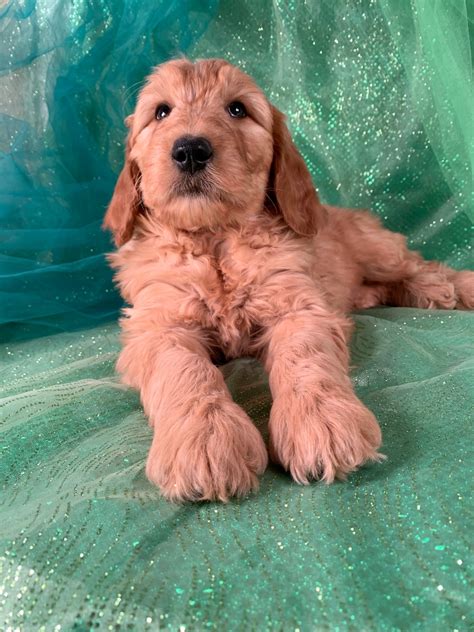 We aren't a puppy mill and want to protect the health and lifespan of our beloved pets. Goldendoodle Puppies For Sale In Iowa, $975 Males.