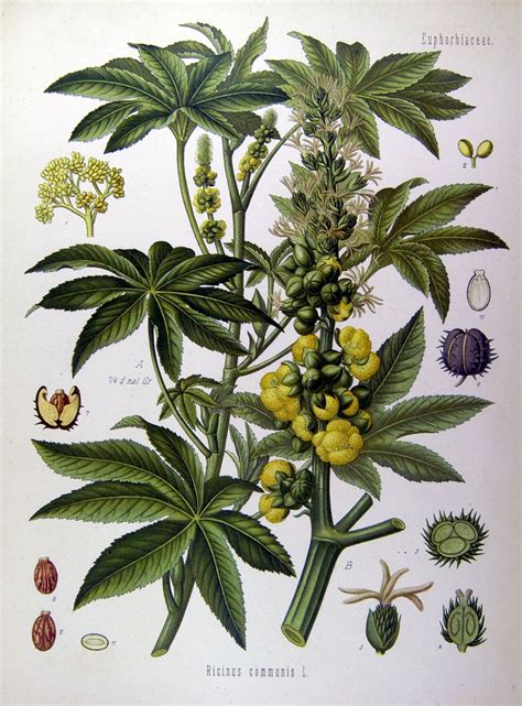 What is castor oil and what are its benefits? Mamona - Wikipédia, a enciclopédia livre