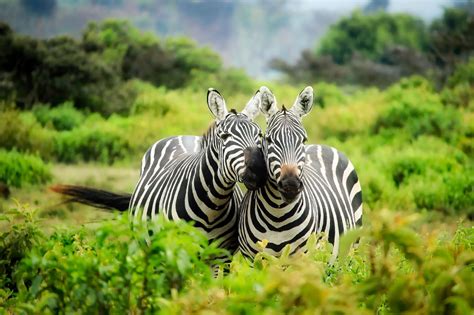 Plains Zebra Facts Pictures And In Depth Information