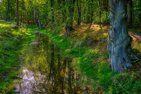 Dreaming Away In A Lush And Sunny Forest Stan Schaap Photography