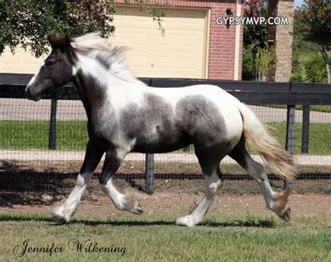 Gypsy Vanner Horses For Sale Filly Piebald Jewel Box