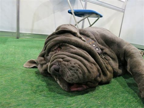 While there is a winner every year, some of these dogs really stand out as uncommonly ugly. Five Ugly Dog Breeds | PetHelpful