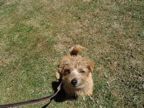 Dog obedience training norfolk va here at ridgeside k9 we help make dogs obedient, confident, and enjoyable to live with. Charlie - Norfolk Terrier Puppy - 12 Day Residential Dog ...