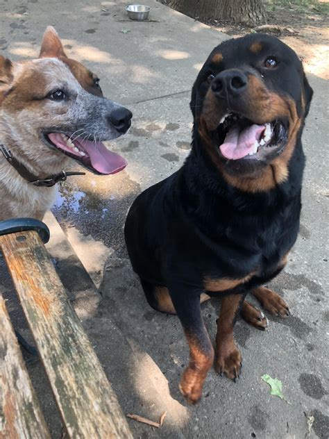 Tongues Out Guns Out 😛 Rdogpictures