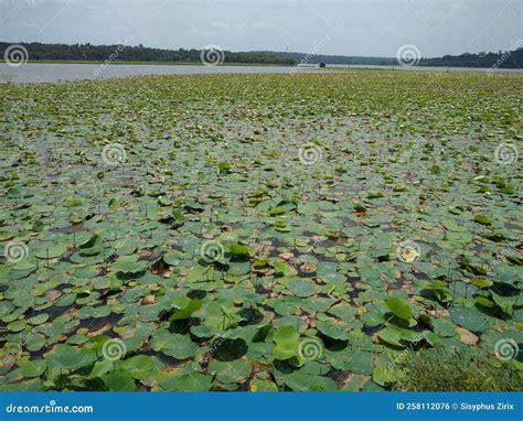 Nelumbo Nucifera Indian Lotus Plants Vellayani Freshwater Lake