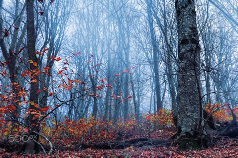 Misty Autumn Forest Wallpapers HD / Desktop and Mobile Backgrounds