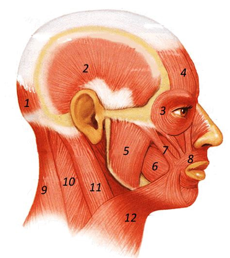 Diagram Human Head And Neck Muscles Diagram Mydiagramonline