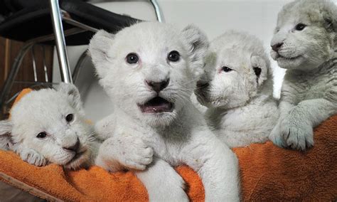Rare White Lion Quadruplets Get Ready To See The Public For The First