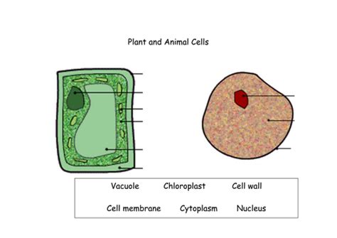 Some of the worksheets displayed are plant and animal cells, lesson life science plant animal cell functions, life processes and cell activity 1 cells, animal cell ws, plant and animal cells, comparing plant and animal cells. Plant and Animal Cells | Teaching Resources